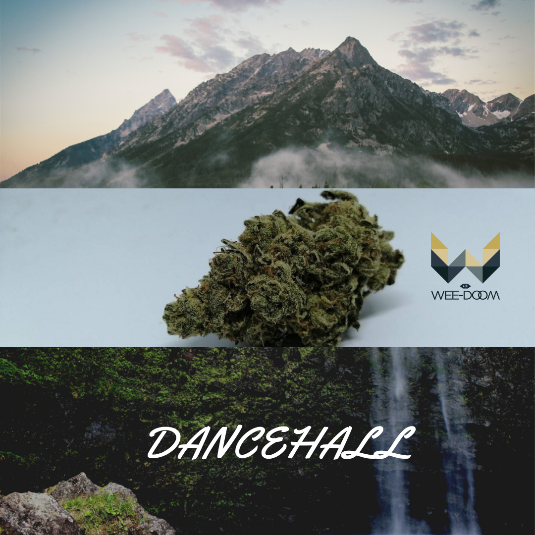 dancehall-weed